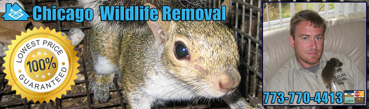 Chicago Wildlife and Animal Removal